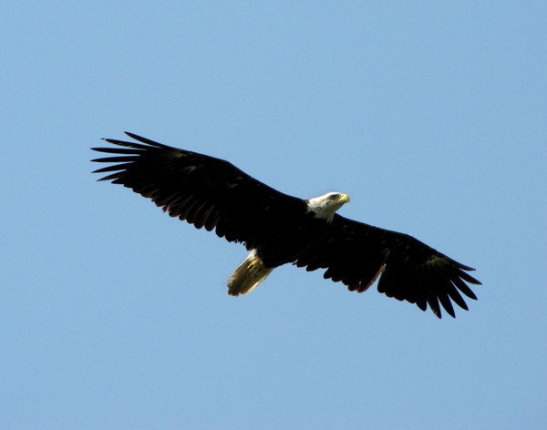 Soar like an Eagle!