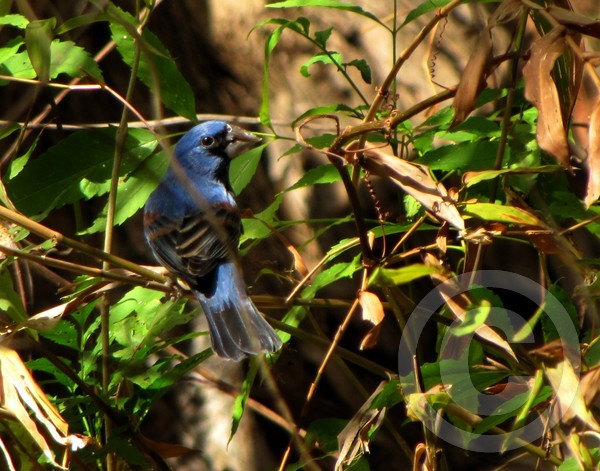 Blue Grosbeak!