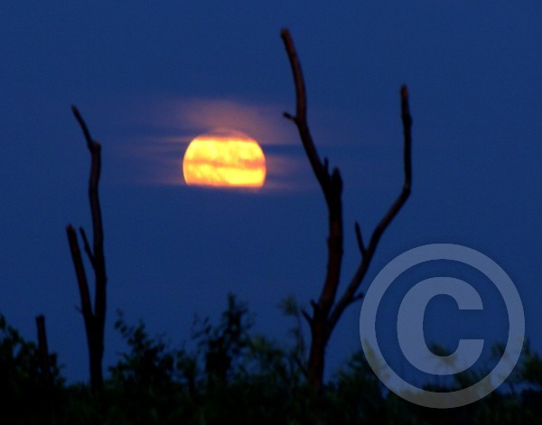 Moonrise over the Marsh