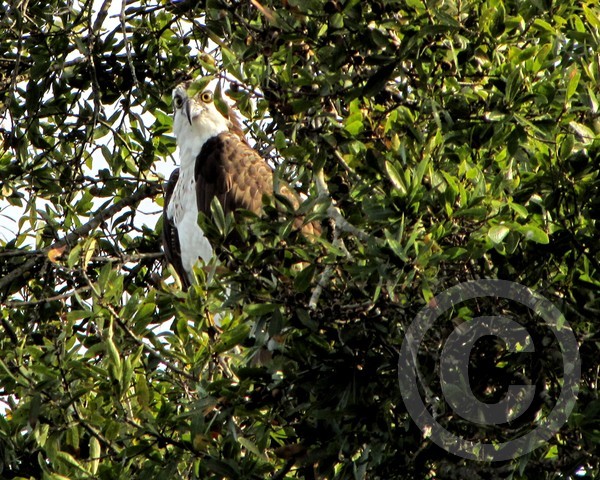 Osprey Watching the Lake for Fish!