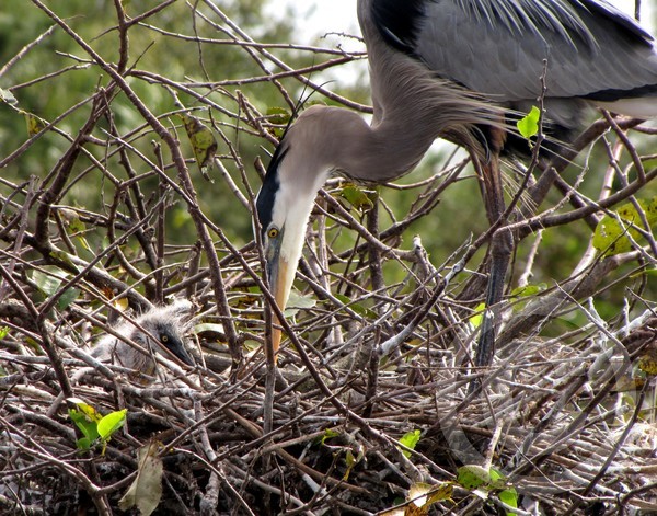 Great Blue Heron Mother and Chick!