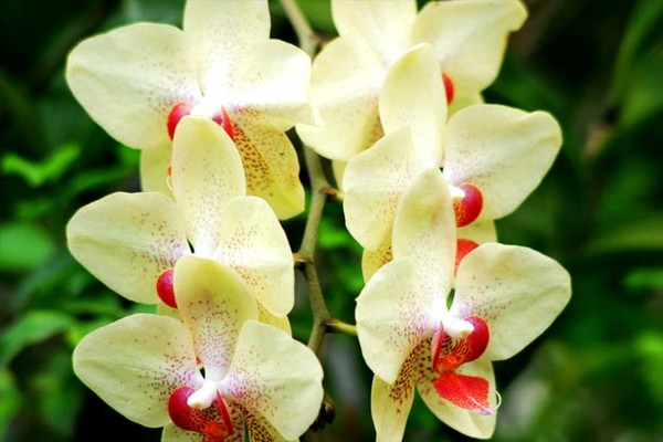 Orchid