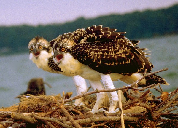 Pair of Osprey in Nest