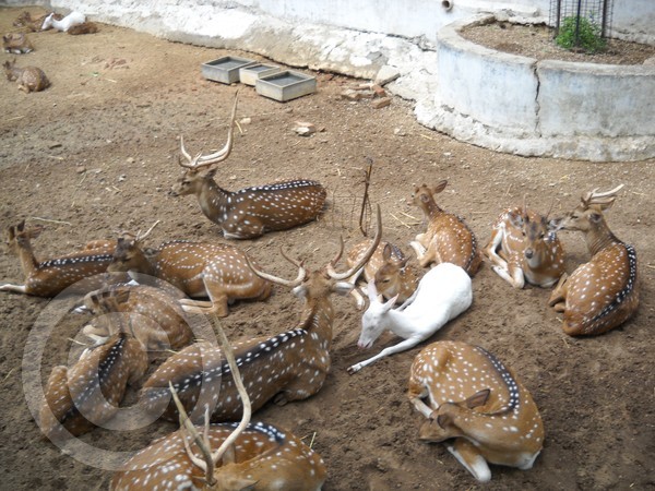 Deer Flock