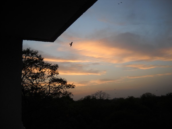 Lonely-Bird Returning Home