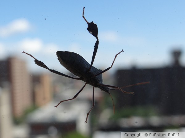 Just Bugging