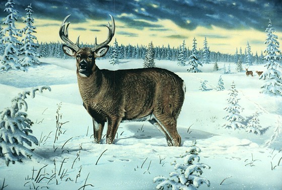Untitled - Whitetail Deer