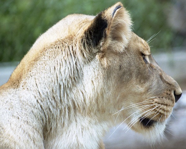 Regal profile