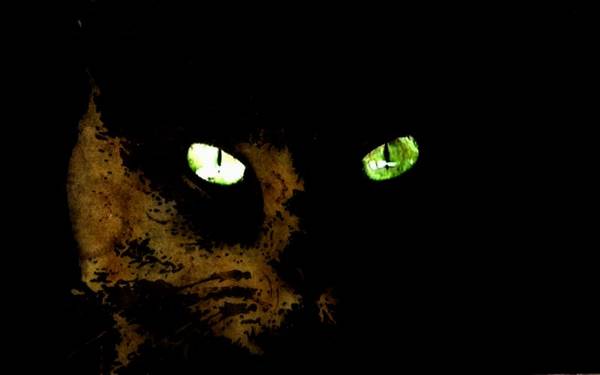 Cat Number 2