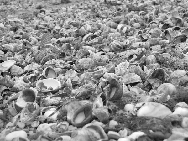 Shell Seekers Oasis