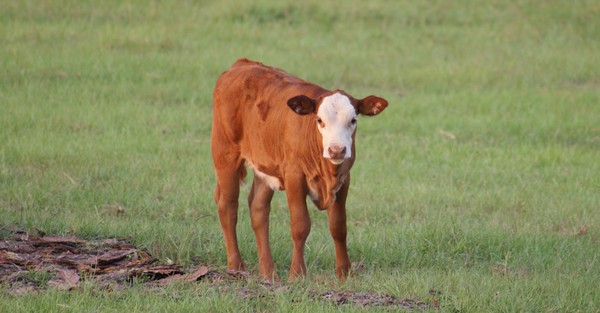 calf