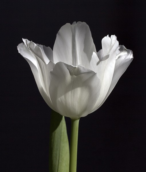 Single Tulip