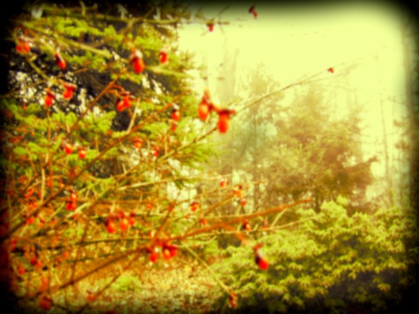 Misty Green