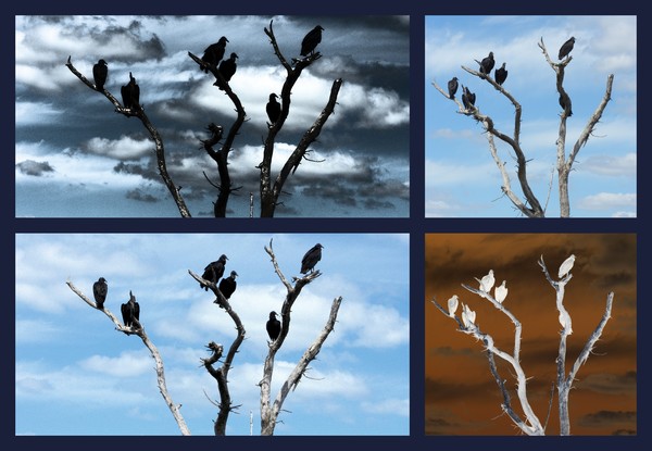 Hitchcock's birds