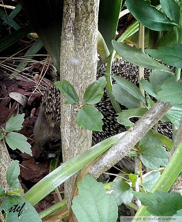 play at hide-and -seek with Extra