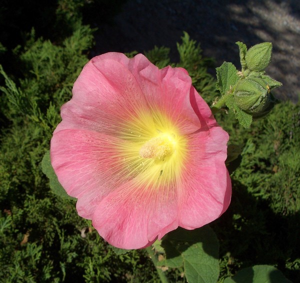 Lonesome Beauty