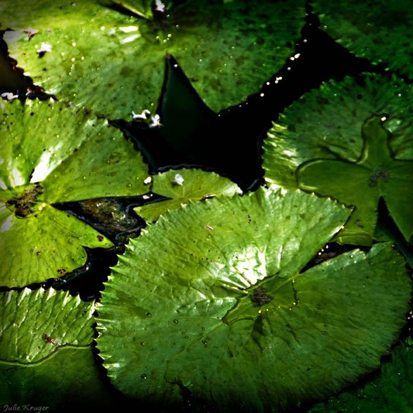 Lily Pads - Original Fine Art Print Metallic