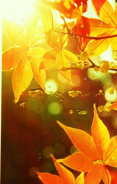 Memories of Autumn Leaves and Light
