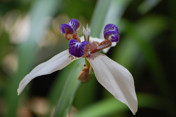 Individual Iris