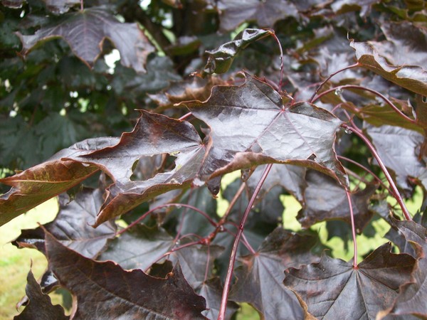 maple