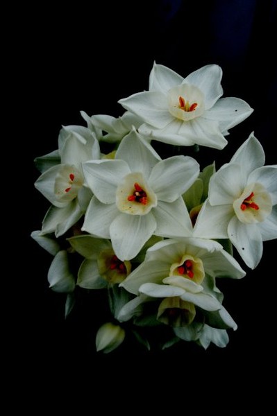 Whites