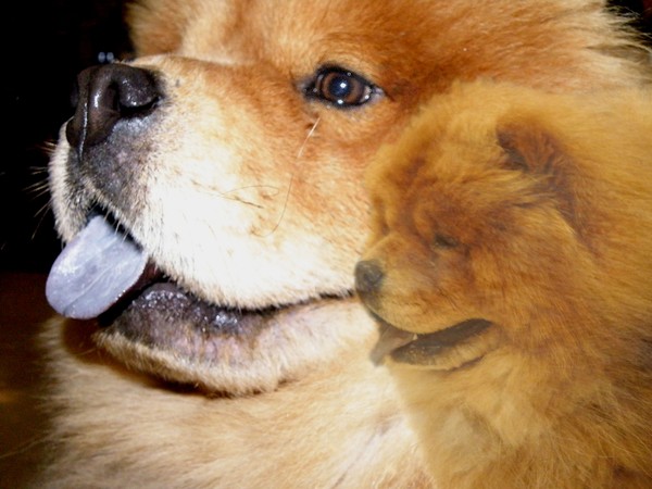 Chow