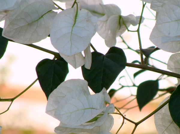 White serenity