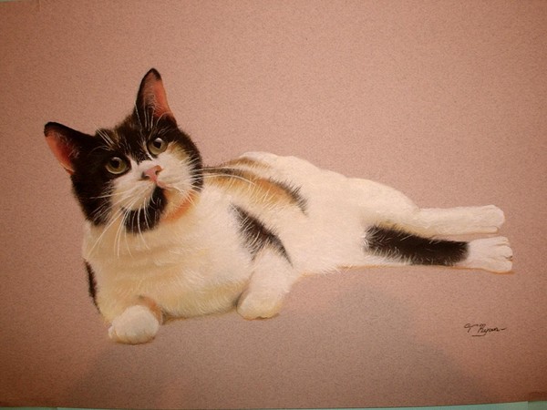 cat