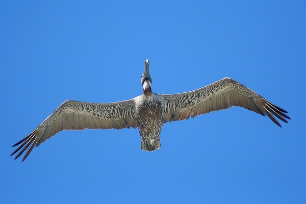 Gliding Across Blue Skies!!