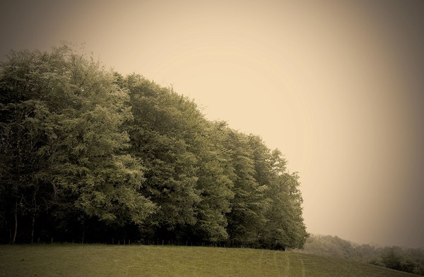 The Copse