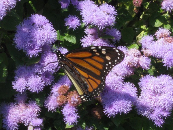 butterfly
