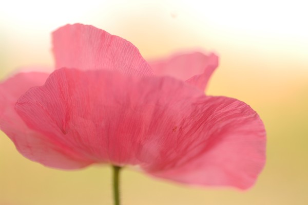 La Poppy