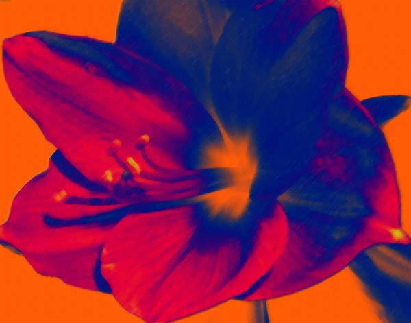 blue lily