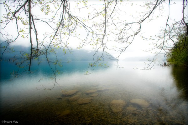cresent lake trees 1