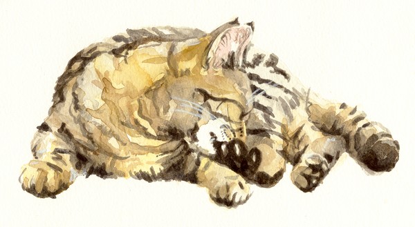 Tabby cat 1