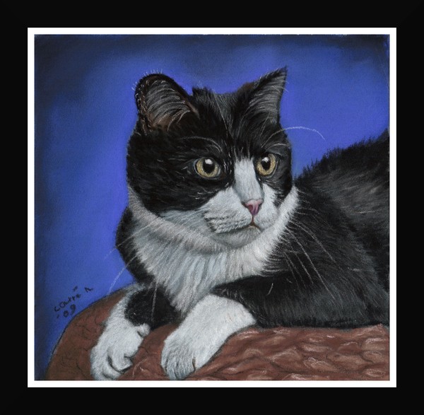 nc art orig pastel tuxedo cat