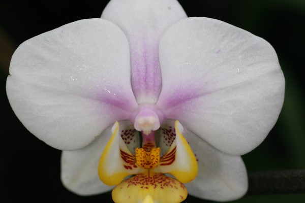 White orchid