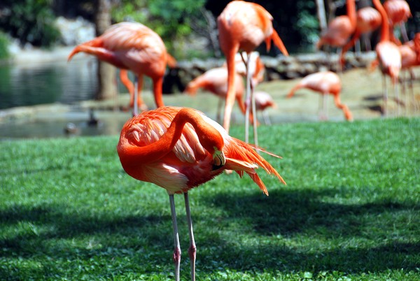 flamingo