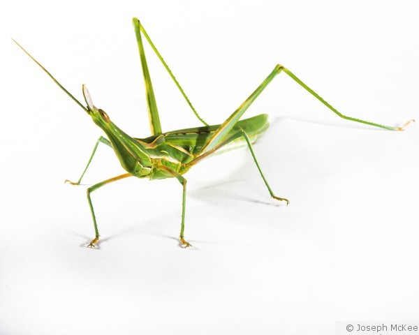 Coneheaded Grasshopper on White
