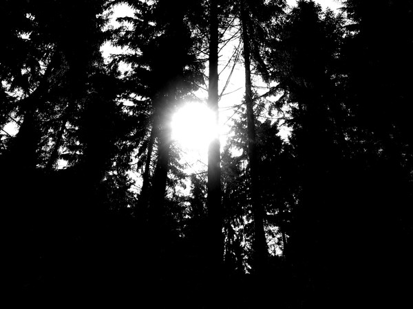 Spring Silhouette