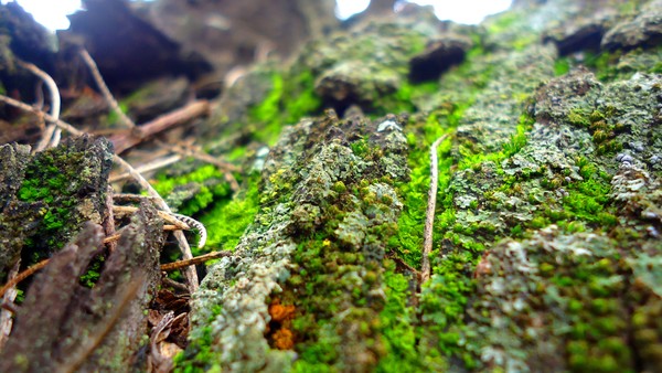 Texture Nature #16