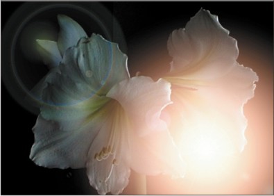 Amaryllis Glow