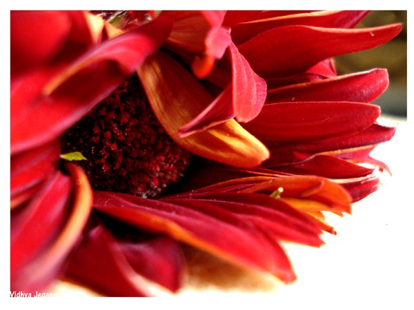 been and done, am i still a flower