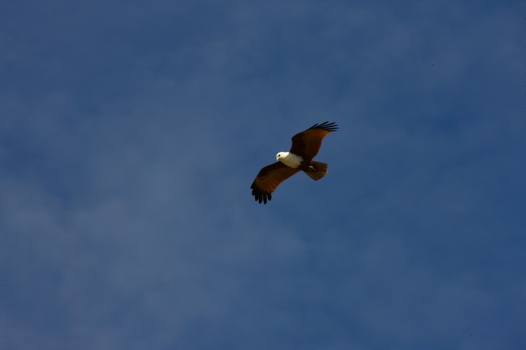 Brahminy Kite, 20-7-16