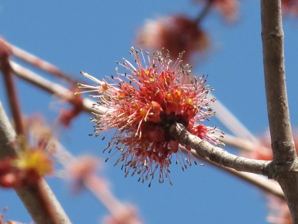 budding