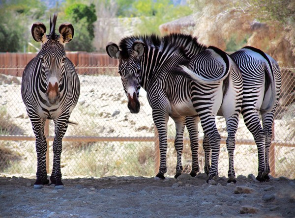 Zebra Group