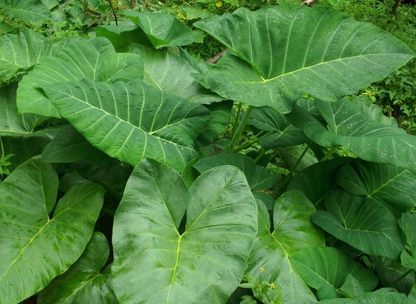Colocasia esculenta