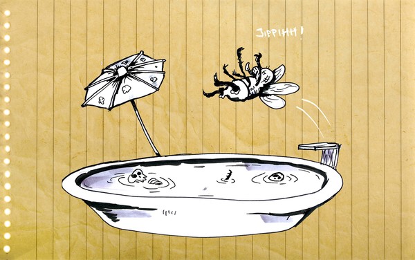 Drosophila