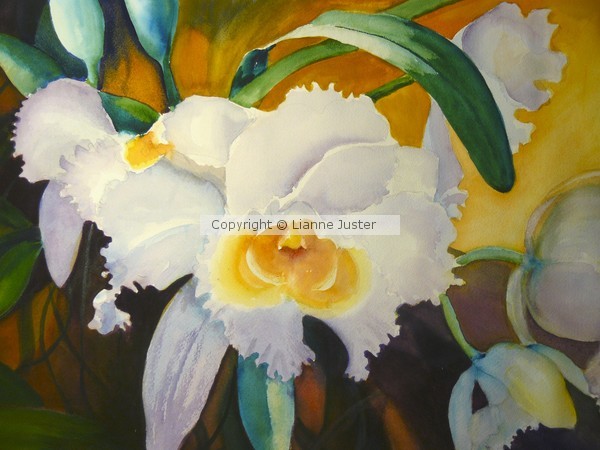 cattleya Bow Bells
