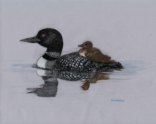 Mother and Baby Loon